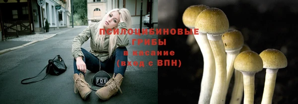 прущие грибы Медвежьегорск
